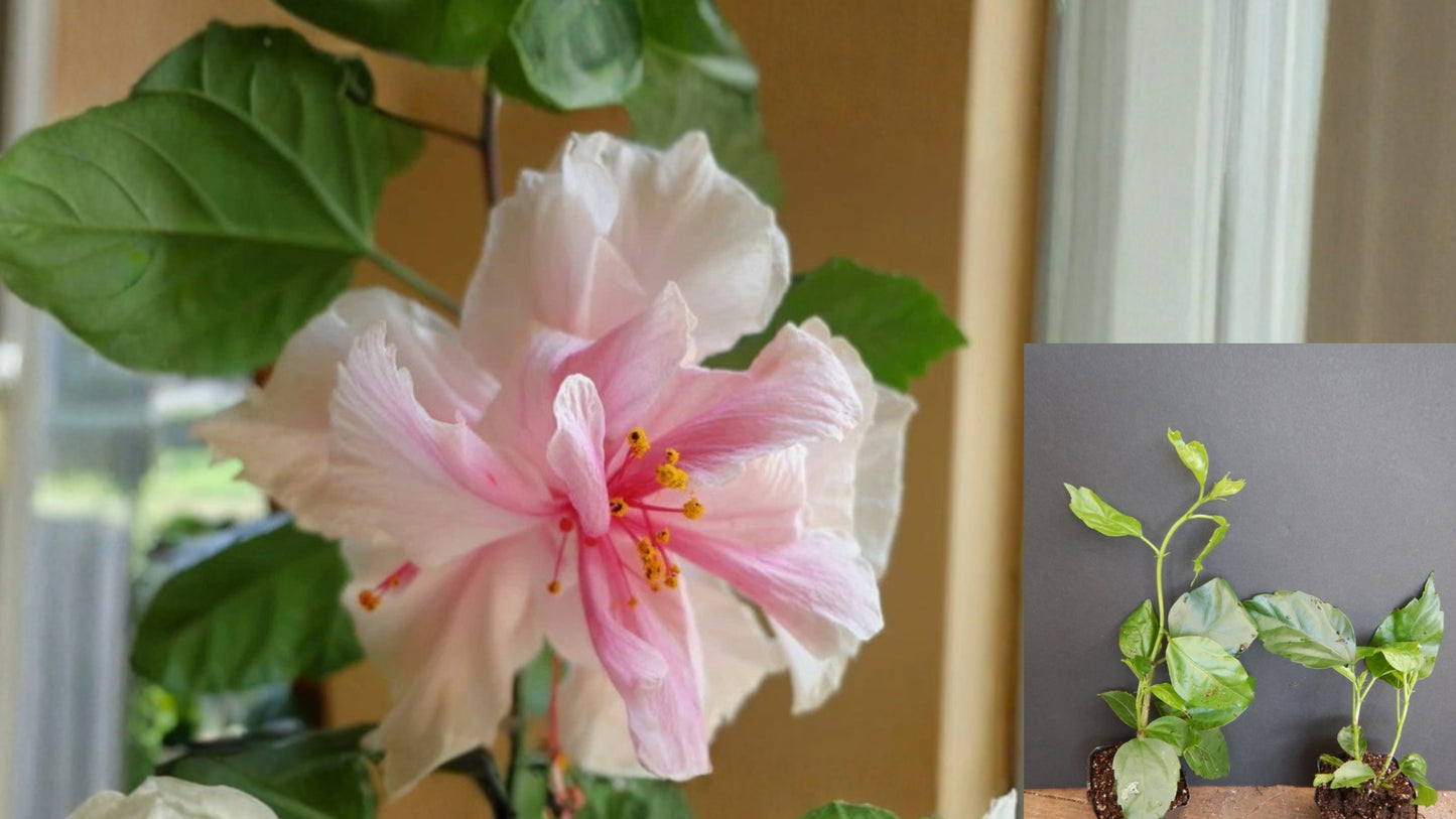 Pride of Hankins White Rooted Tropical Hibiscus Starter Plant