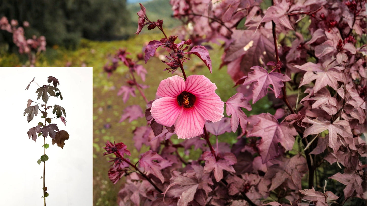 Red Night Water Hibiscus Live Plant – Hibiscus acetosella