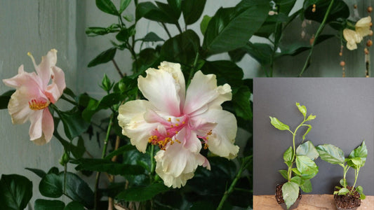 Pride of Hankins White Tropical Hibiscus Rooted Starter Plant – Hibiscus rosa-sinensis