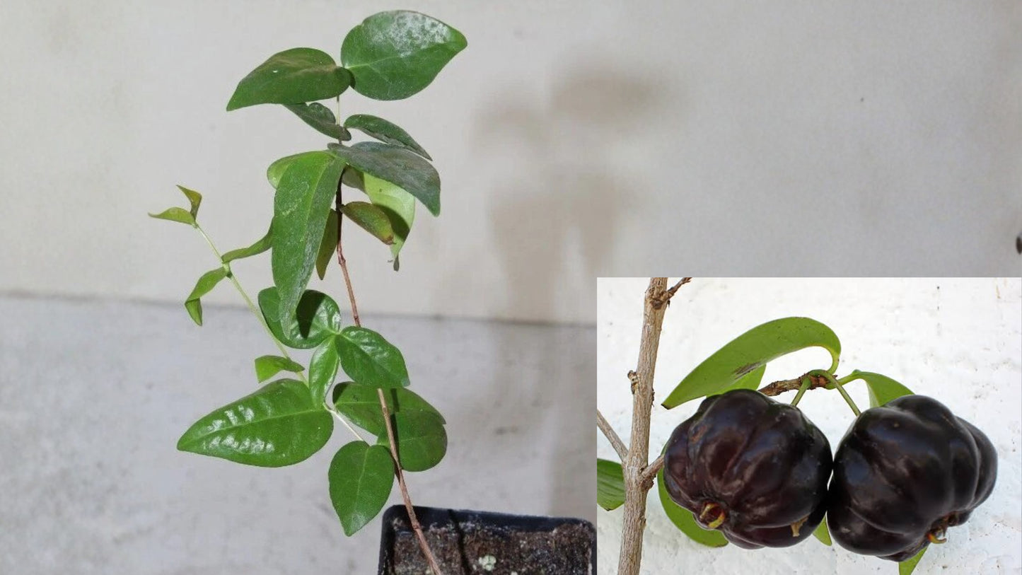 Black Star Surinam Cherry Live Seedling – 7 Inch – Eugenia uniflora
