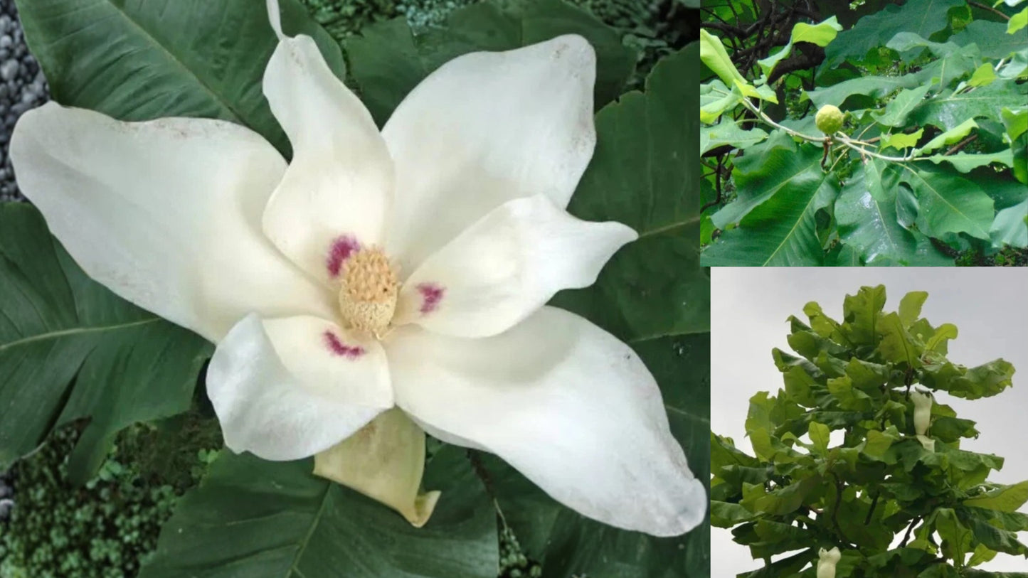 Big Leaf White Magnolia Live Plant – 2 ft Bare Root – Magnolia
