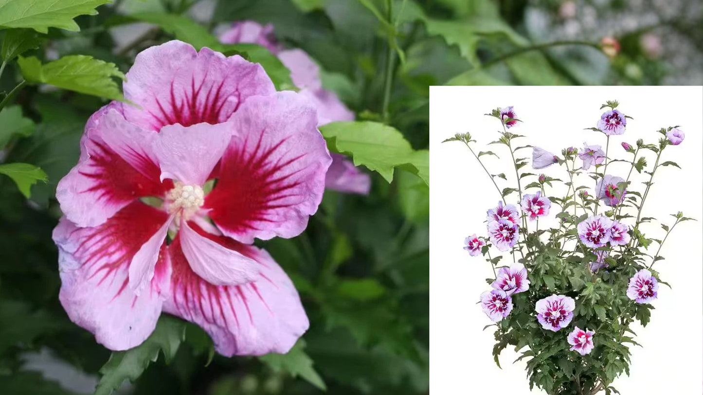 2 Gal. Purple Pillar Rose of Sharon Plant – Hibiscus syriacus