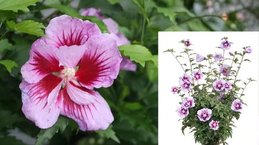 2 Gal. Purple Pillar Rose of Sharon Plant – Hibiscus syriacus