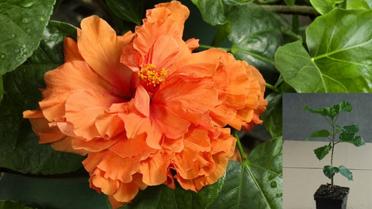 Holly's Pride Tropical Hibiscus – 4.5" Pot – Hibiscus rosa-sinensis