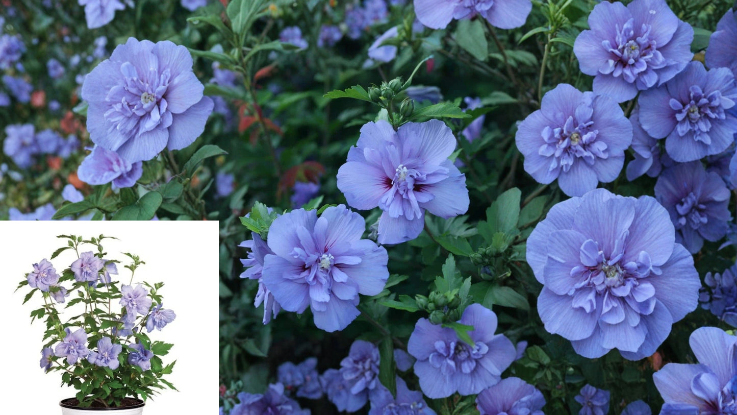 Blue Chiffon Rose of Sharon Live Plant – 2-Gallon Pot – Hibiscus syriacus