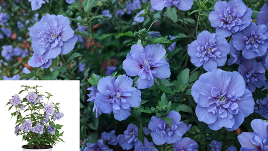 Blue Chiffon Rose of Sharon Live Plant – 2-Gallon Pot – Hibiscus syriacus