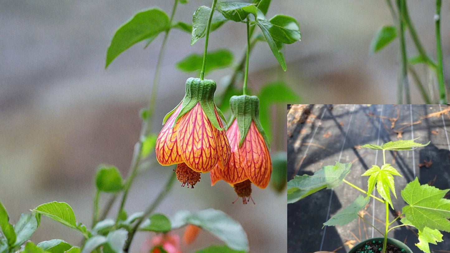 Abutilon Orange Tiger Live Plant – 4–6 Inch Tall – Abutilon hybridum