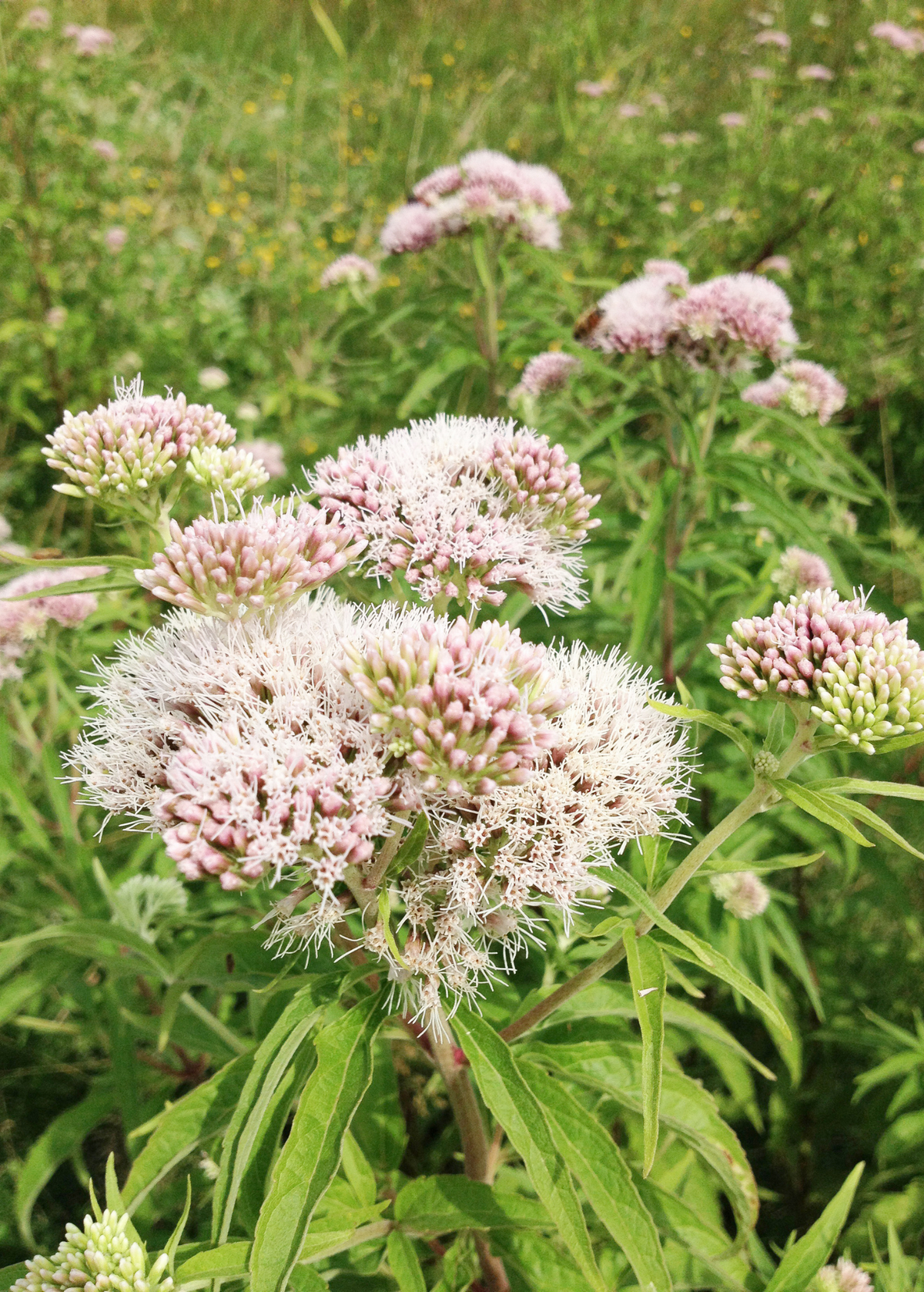 Valerian Root (Valeriana officinalis)