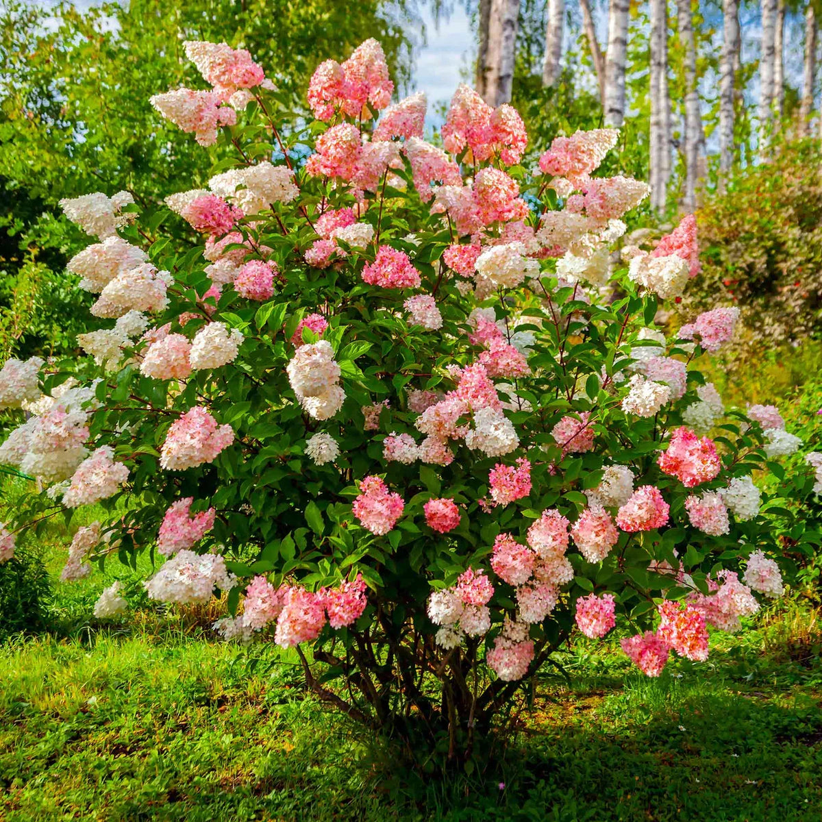 5 Unrooted Cuttings Vanilla Strawberry Hydrangea, Hydrangea paniculata 'Renhy', Pink-White Blooms, Fast Growing Garden Plant