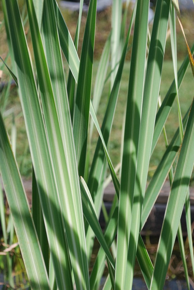 Live Bareroot Variegated Cattail Plant | Hardy Aquatic Marginal Pond Plant | Typha latifolia variegata