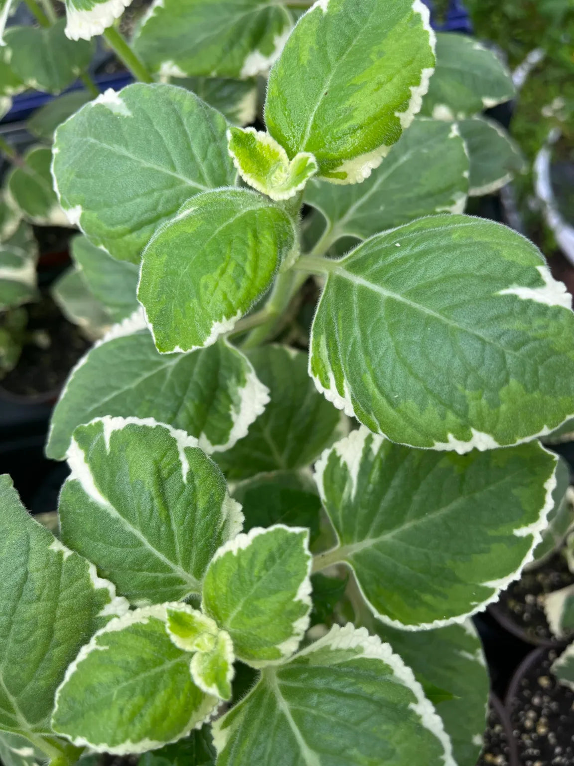 Variegated Cuban Oregano Cuttings - 5 Unrooted Stems - Plectranthus amboinicus - Aromatic Medicinal Herb - Easy to Grow