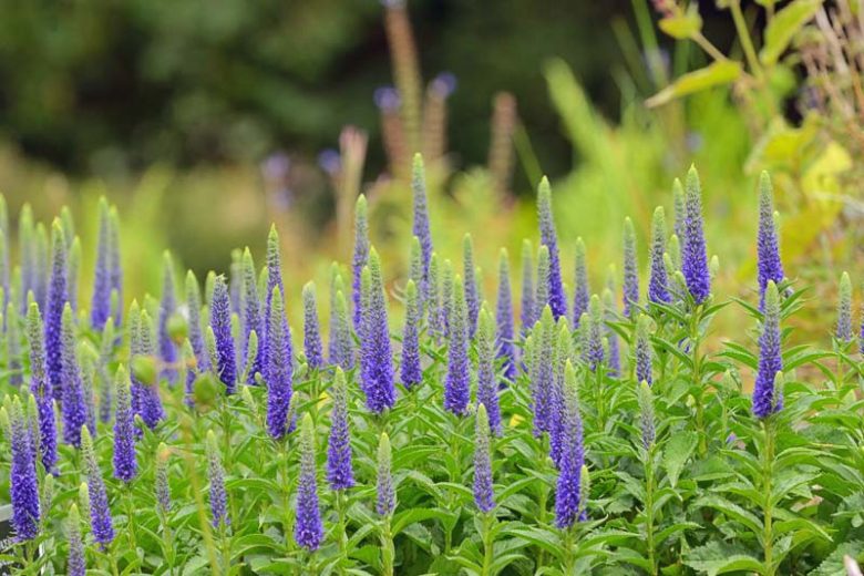 Live Veronica spicata 'Royal Candles' Plant - 1 Pint Pot - Deep Blue Flower Spikes - Perennial for Pollinators and Borders