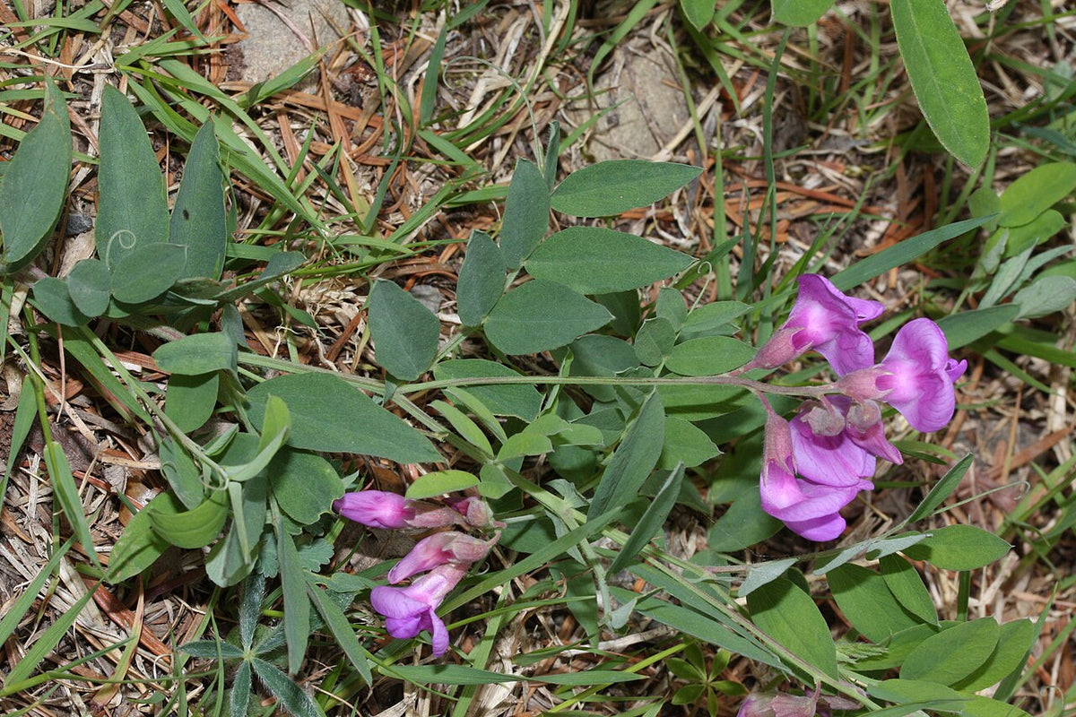 Vicia americana Seeds - 25 American Vetch Seeds, Native Nitrogen-Fixing Groundcover & Wildflower for Pollinators