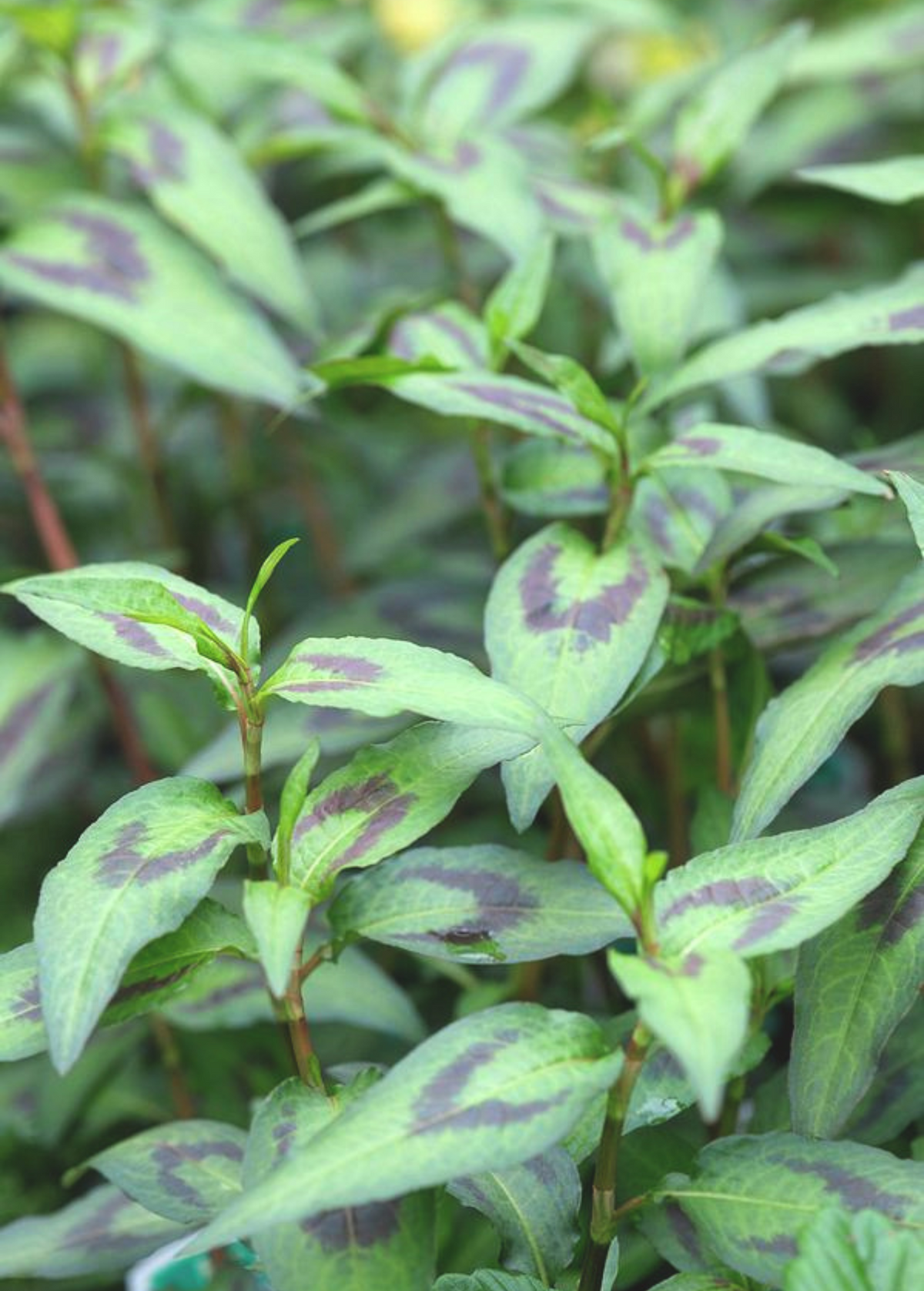 Vietnamese Coriander (Persicaria odorata)