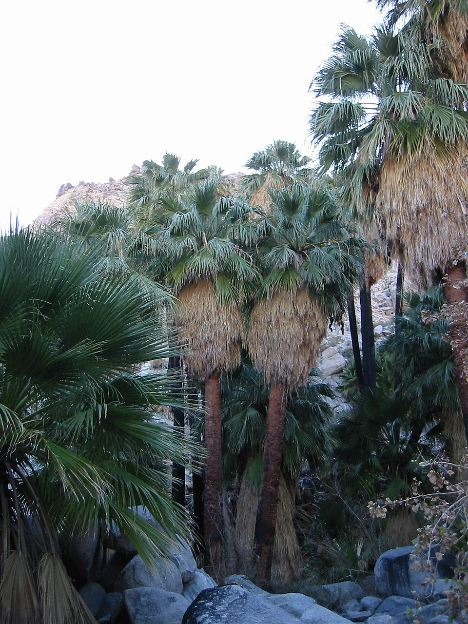 California Fan Palm Seeds – Washingtonia filifera (5 Seeds) – Hardy Desert Palm for Gardens & Landscapes