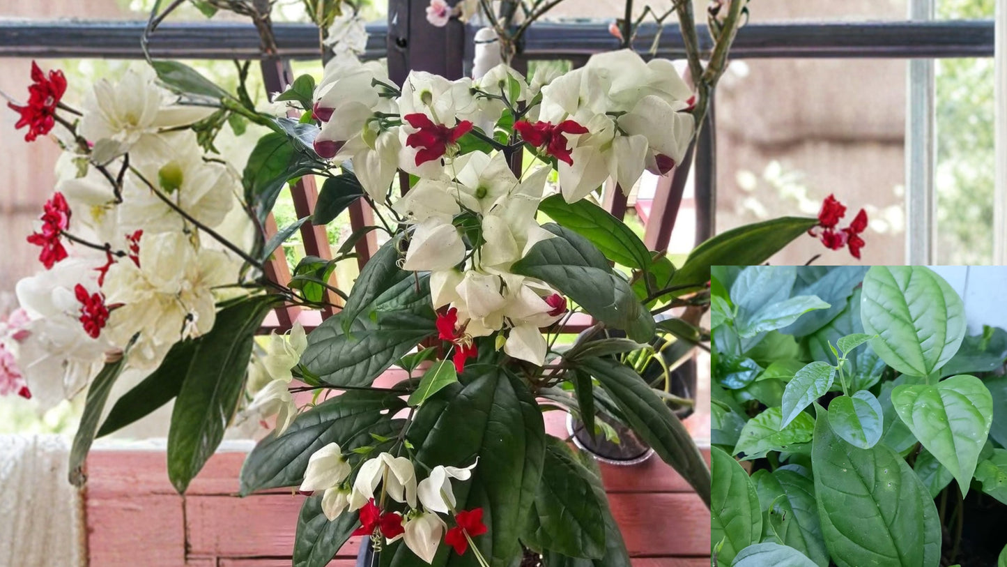 White Bleeding Heart Live Plant in Pot – Lamprocapnos spectabilis 'Alba'