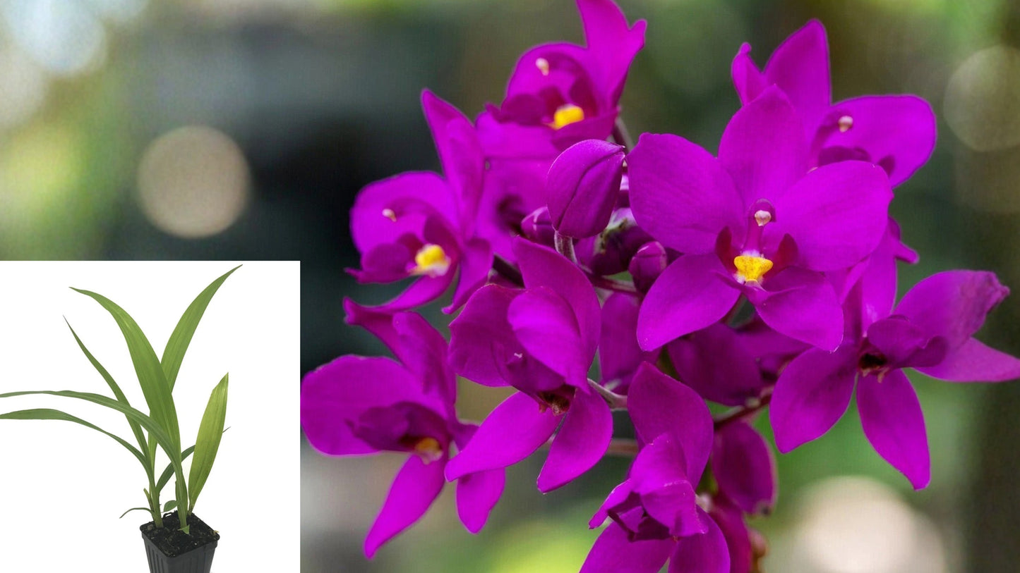 Ground Orchid Live Plant – 3–8 Inch Starter – Spathoglottis plicata