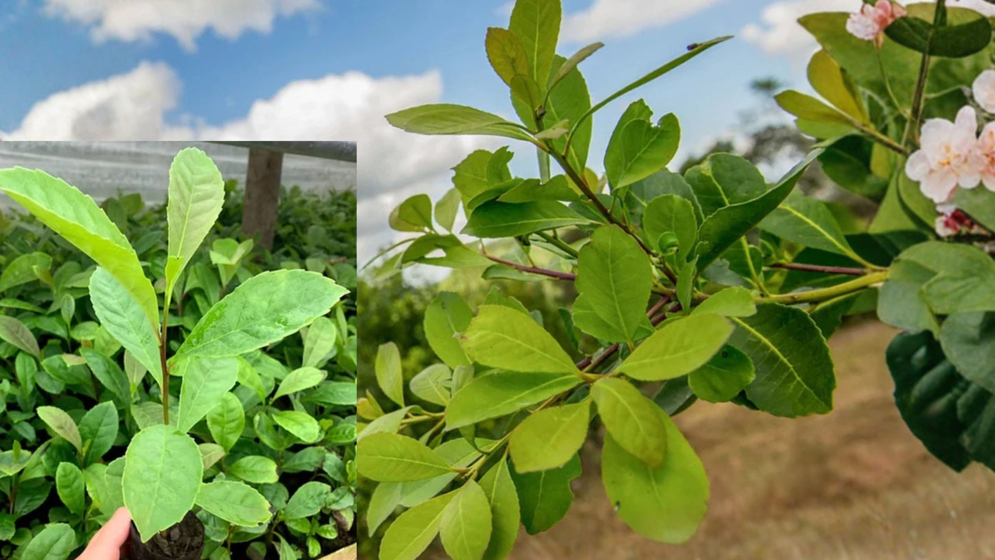 2 Yerba Mate Live Plants – 4–6 Inch – Ilex paraguariensis – No Pot