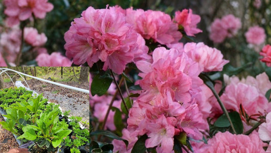 Hampton Beauty Bonsai Azalea Live Plant 1 Quart – Rhododendron 'Hampton Beauty'