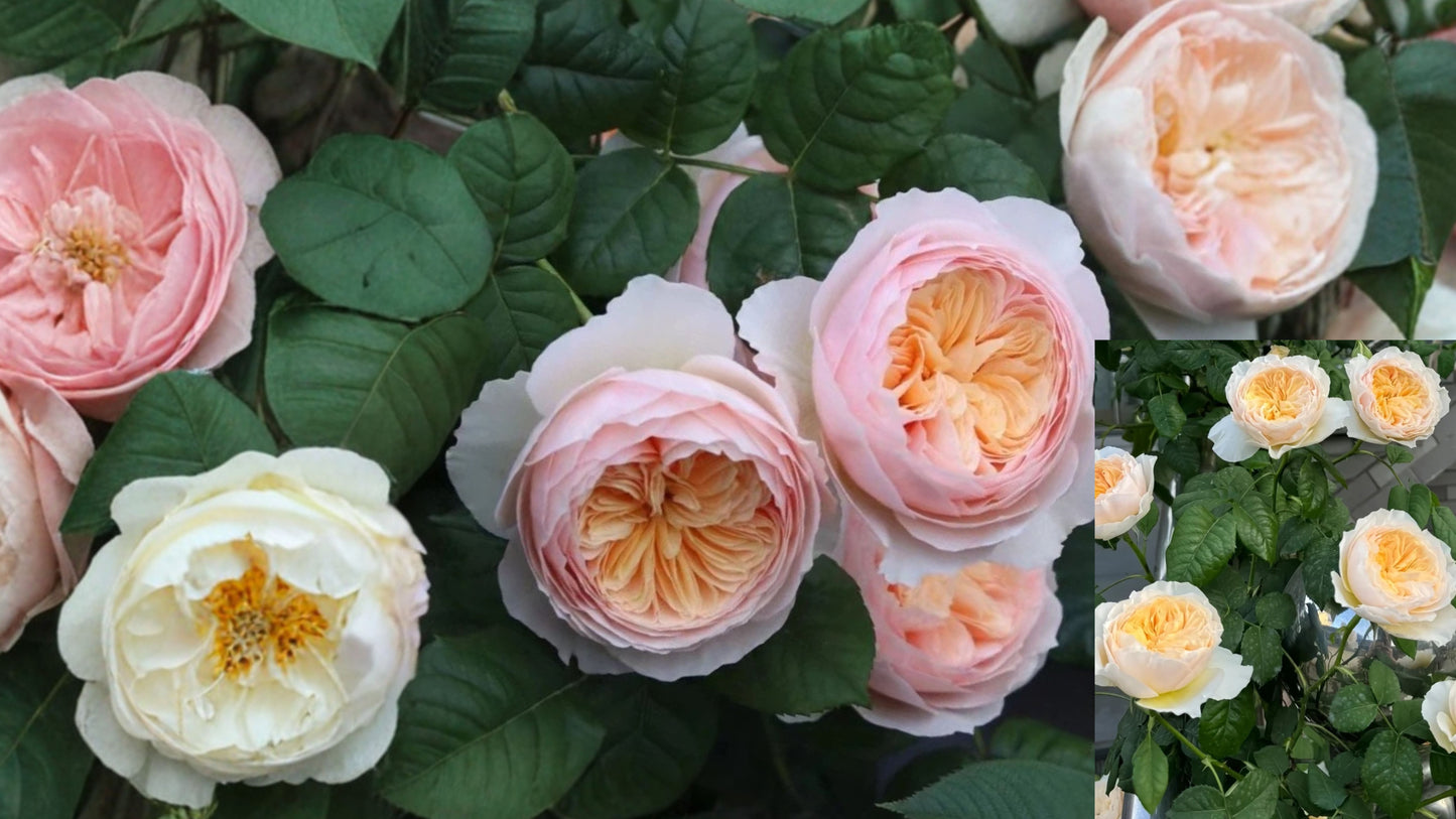 Rose ‘HanXian’ Live Plant – 1–1.5 Gal – Climbing Yellow Apricot Rose