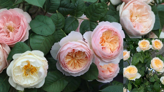 Rose ‘HanXian’ Live Plant – 1–1.5 Gal – Climbing Yellow Apricot Rose
