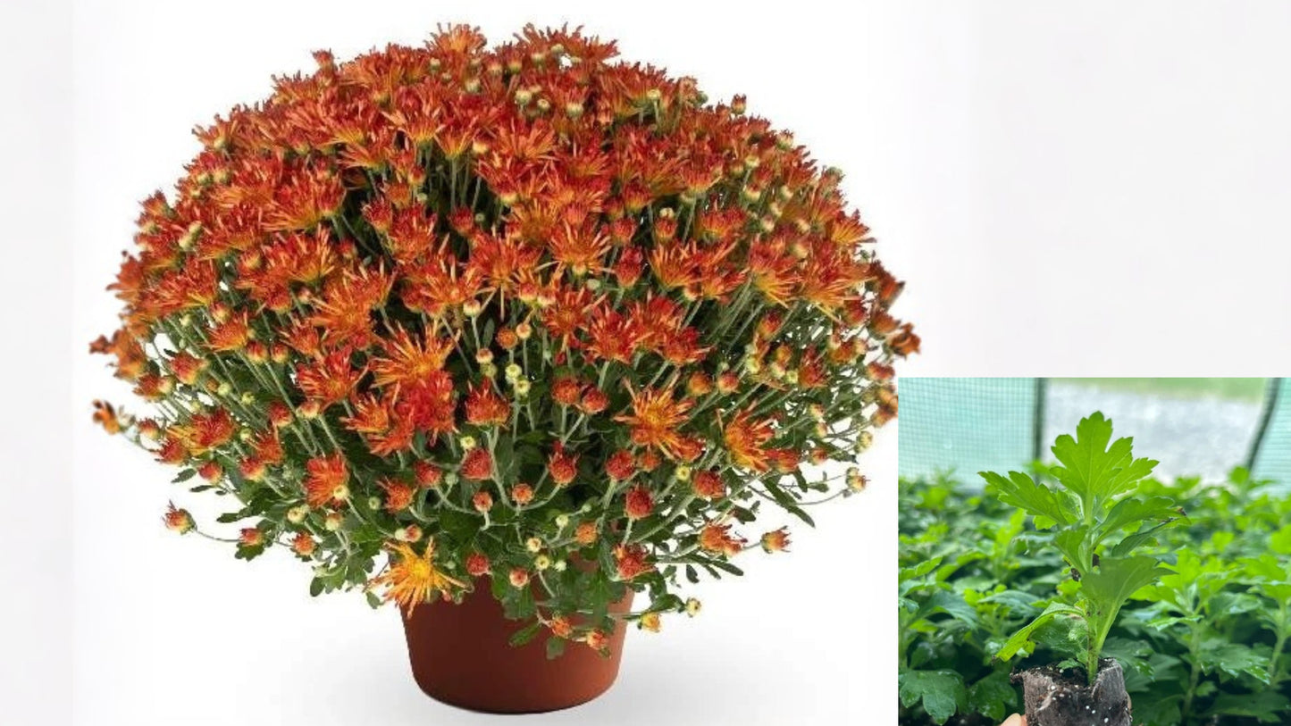 Chrysanthemum Live Plant Well-Rooted Plug – Colorful Garden Mum Starter Plant