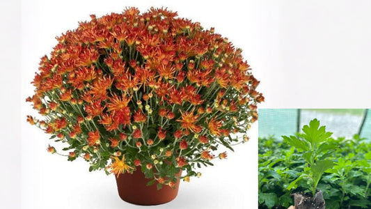 Chrysanthemum Live Plant Well-Rooted Plug – Colorful Garden Mum Starter Plant