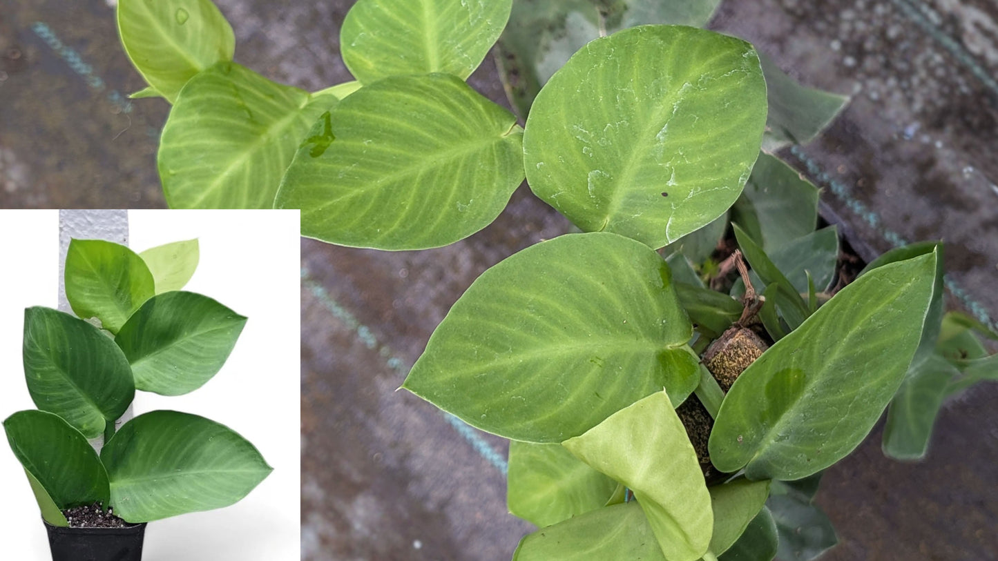 Rhaphidophora hayi Shingle Plant – Live Houseplant – 4" Pot