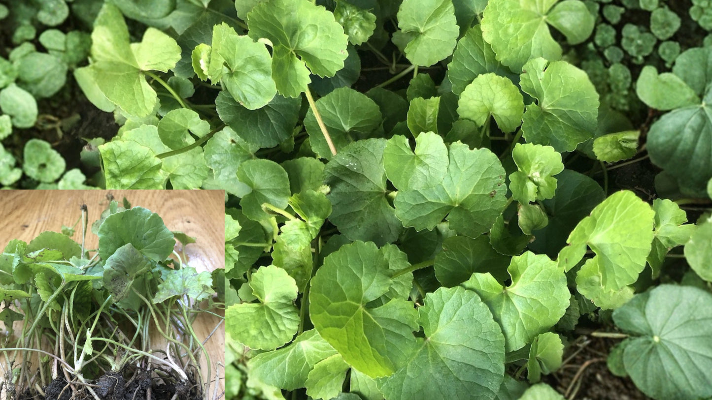 Gotu Kola 15 Live Bare Root Plants – Centella asiatica Pennywort