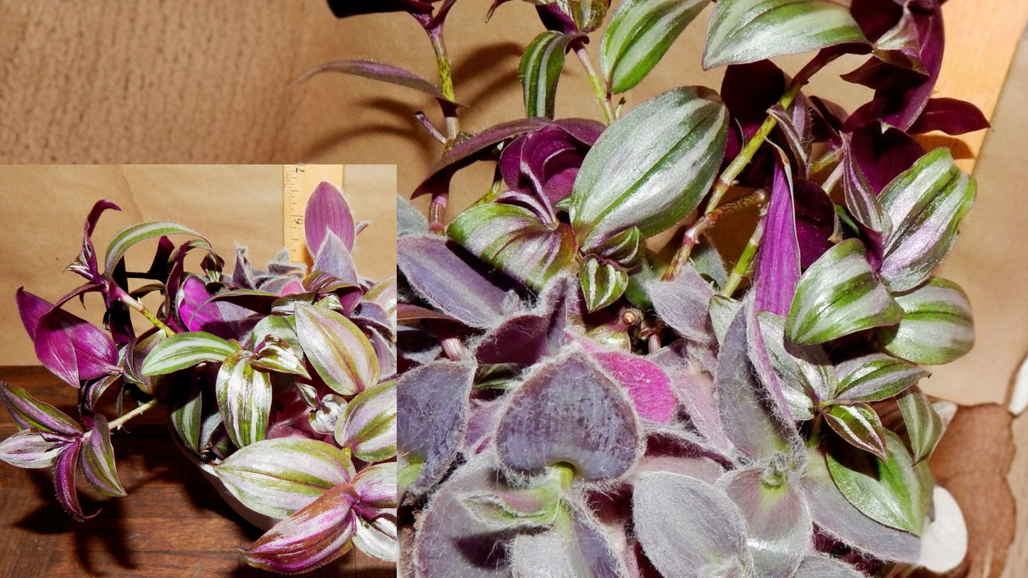 Purple Passion Tradescantia 8 Live Rooted Vines – Tradescantia zebrina
