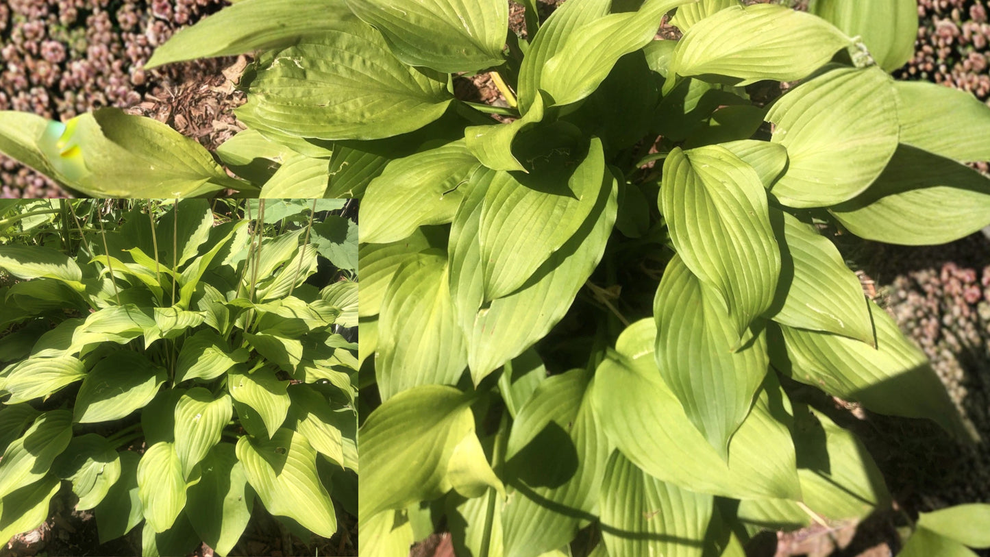 5 Hosta Perennial Bare Root Plants – Hosta spp. – Purple Flowers