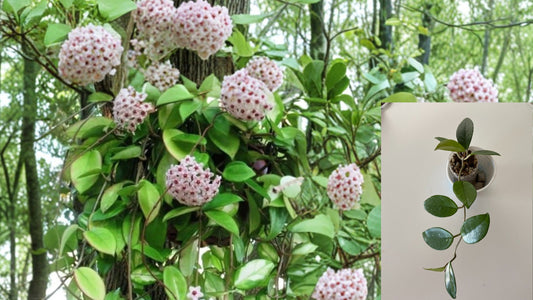 Green Hoya Carnosa Live Plant 5 Inch in 4 Inch Nursery Pot – Wax Plant – Hoya carnosa