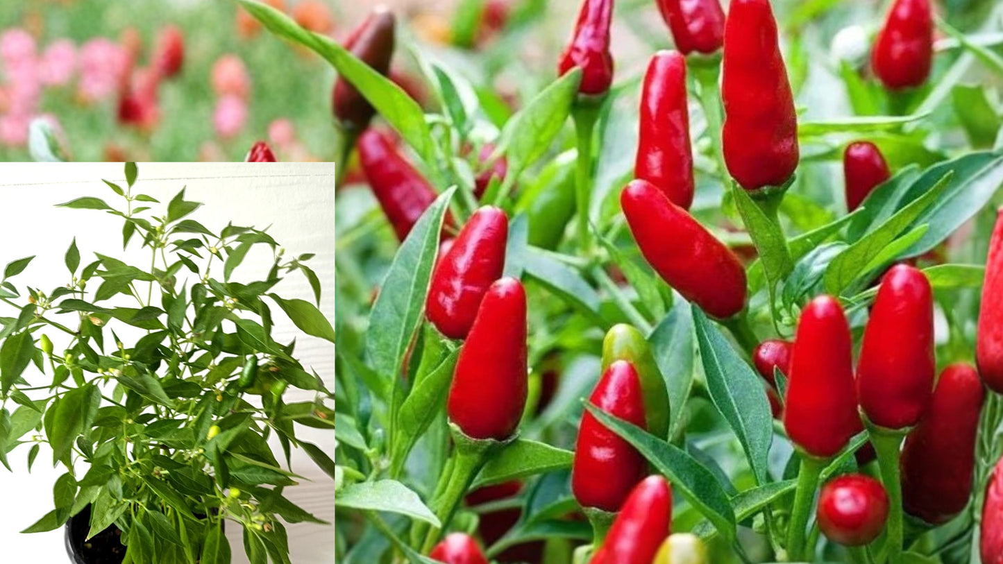 Chile Pequin Pepper Live Plants 2 Pack – Capsicum annuum var. glabriusculum