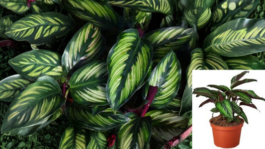 Calathea Beauty Star Live Prayer Plant 4 Inch Pot – Goeppertia ornata 'Beauty Star'