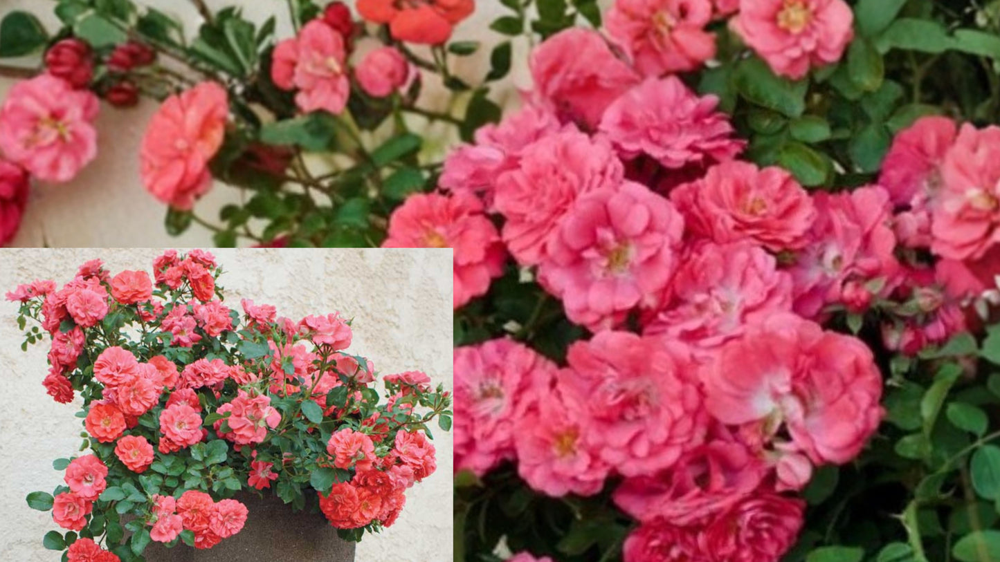 Coral Drift Groundcover Rose Live Plant – 1 Quart – Rosa 'Meidrifora'