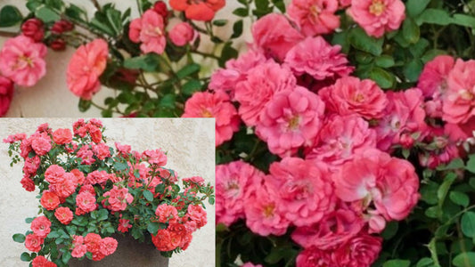 Coral Drift Groundcover Rose Live Plant – 1 Quart – Rosa 'Meidrifora'