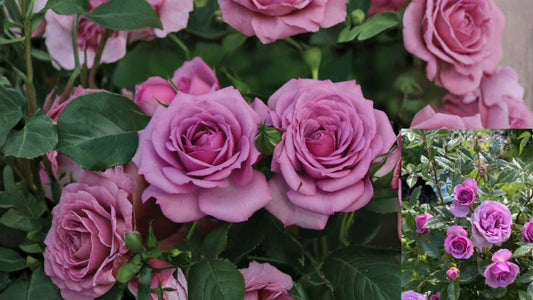 Veranda® Lavender Shrub Rose Live Plant 1 Quart – Rosa 'Veranda Lavender'