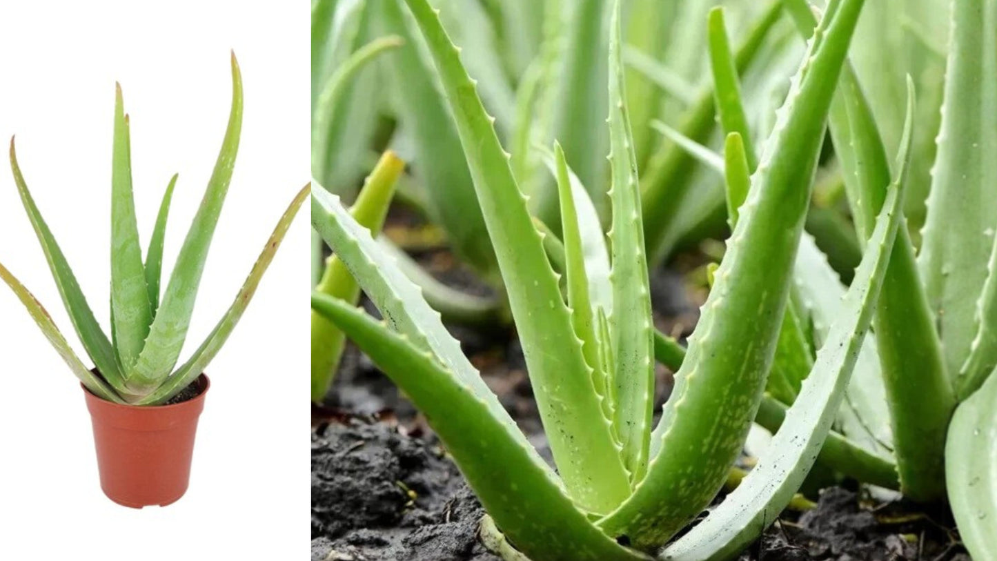 Aloe Vera Spotted Live Plant – 1 Plant, 6–10 Inches – Aloe vera var. chinensis