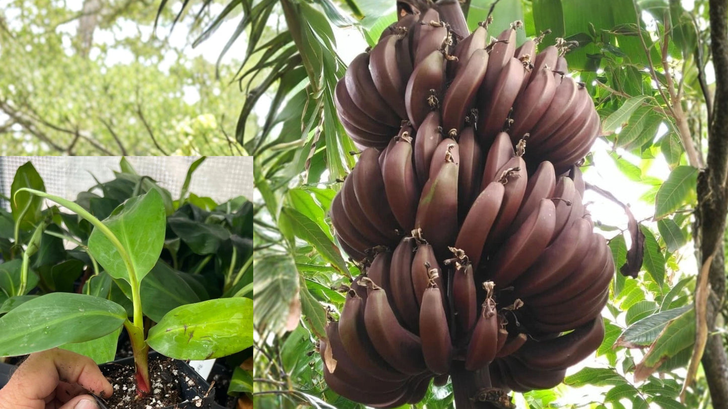 Cuban Red Banana Live Plant – Red Dacca – Musa – Seedling