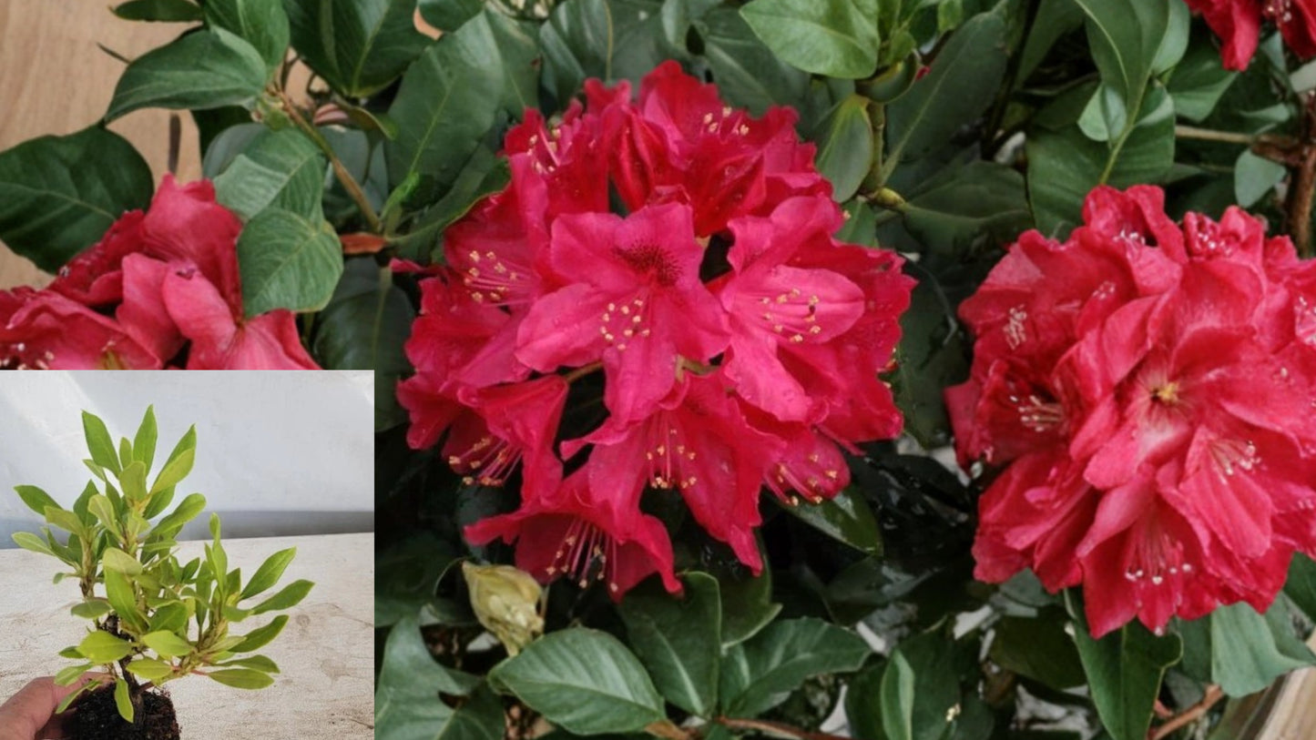 Nova Zembla Red Rhododendron Live Starter Plant – Rhododendron 'Nova Zembla'