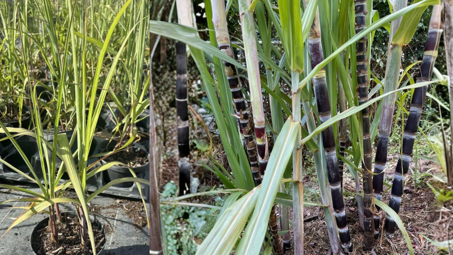 Purple Sugarcane Live Plants – 2 Plants – 4–6" Tall – 6" Pot