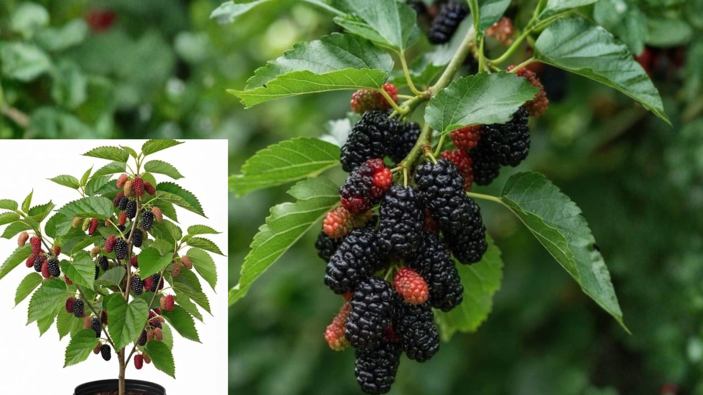 Illinois Everbearing Mulberry Live Plant – Morus Hybrid – USDA 4–9