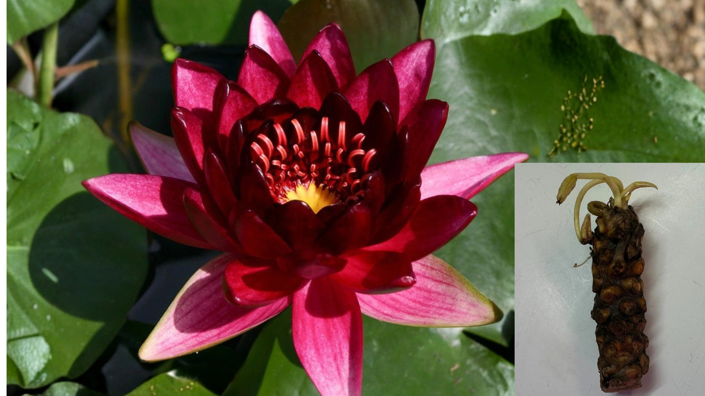 Red Hardy Water Lily Tuber – 1 Live Nymphaea Rhizome – Pond Plant