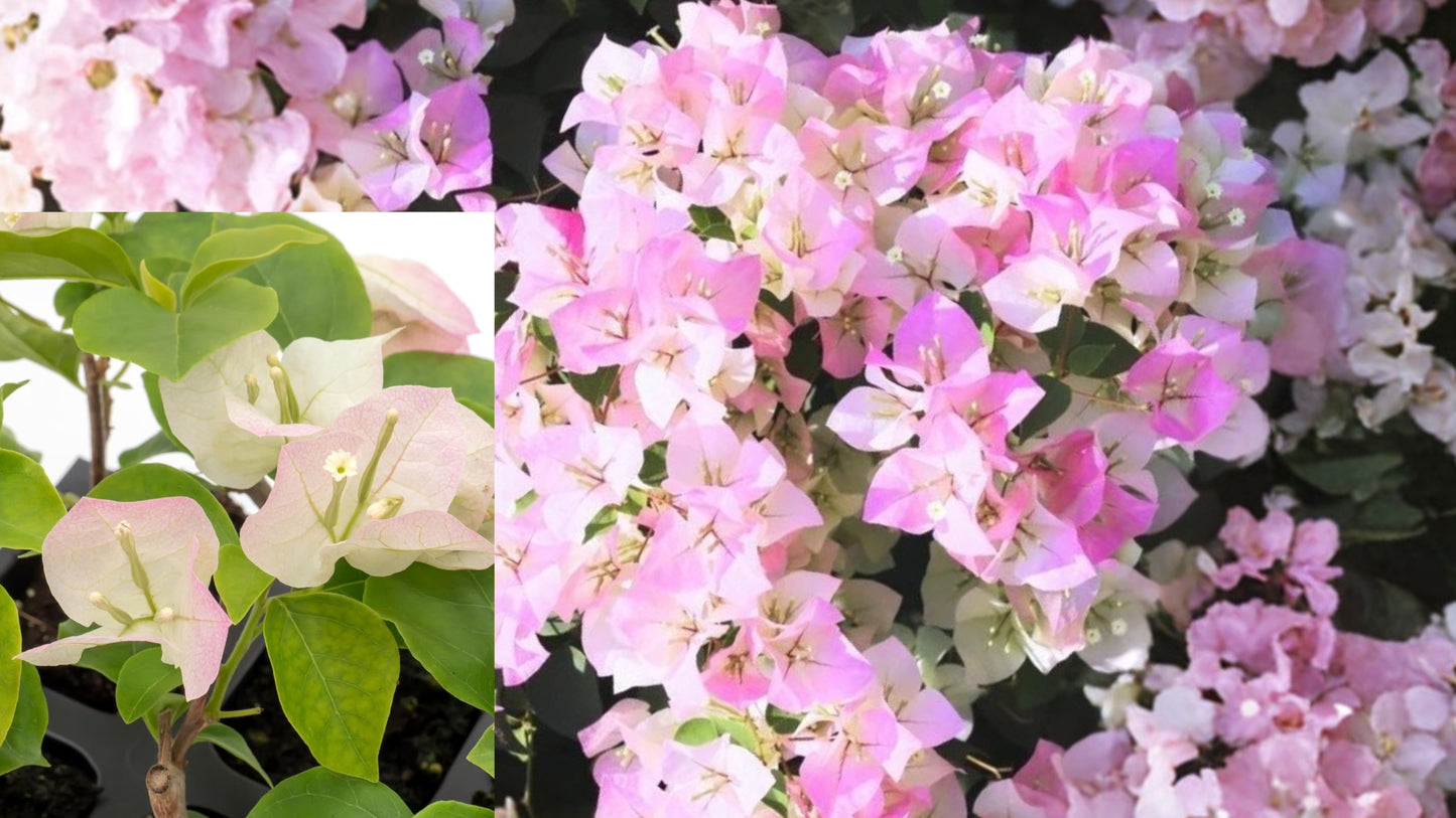 2 Imperial Thai Delight Bougainvillea Live Plants – 4–6" – No Pot