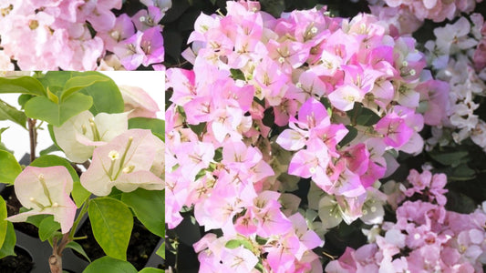2 Imperial Thai Delight Bougainvillea Live Plants – 4–6" – No Pot