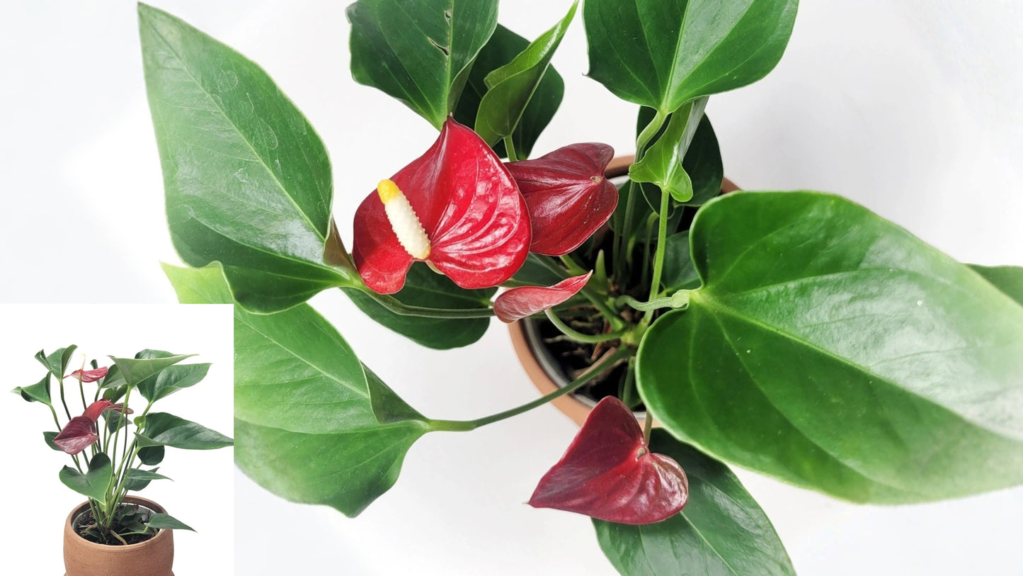 Red Anthurium Live Plant in 4-Inch Pot – Anthurium andraeanum Tropical Houseplant