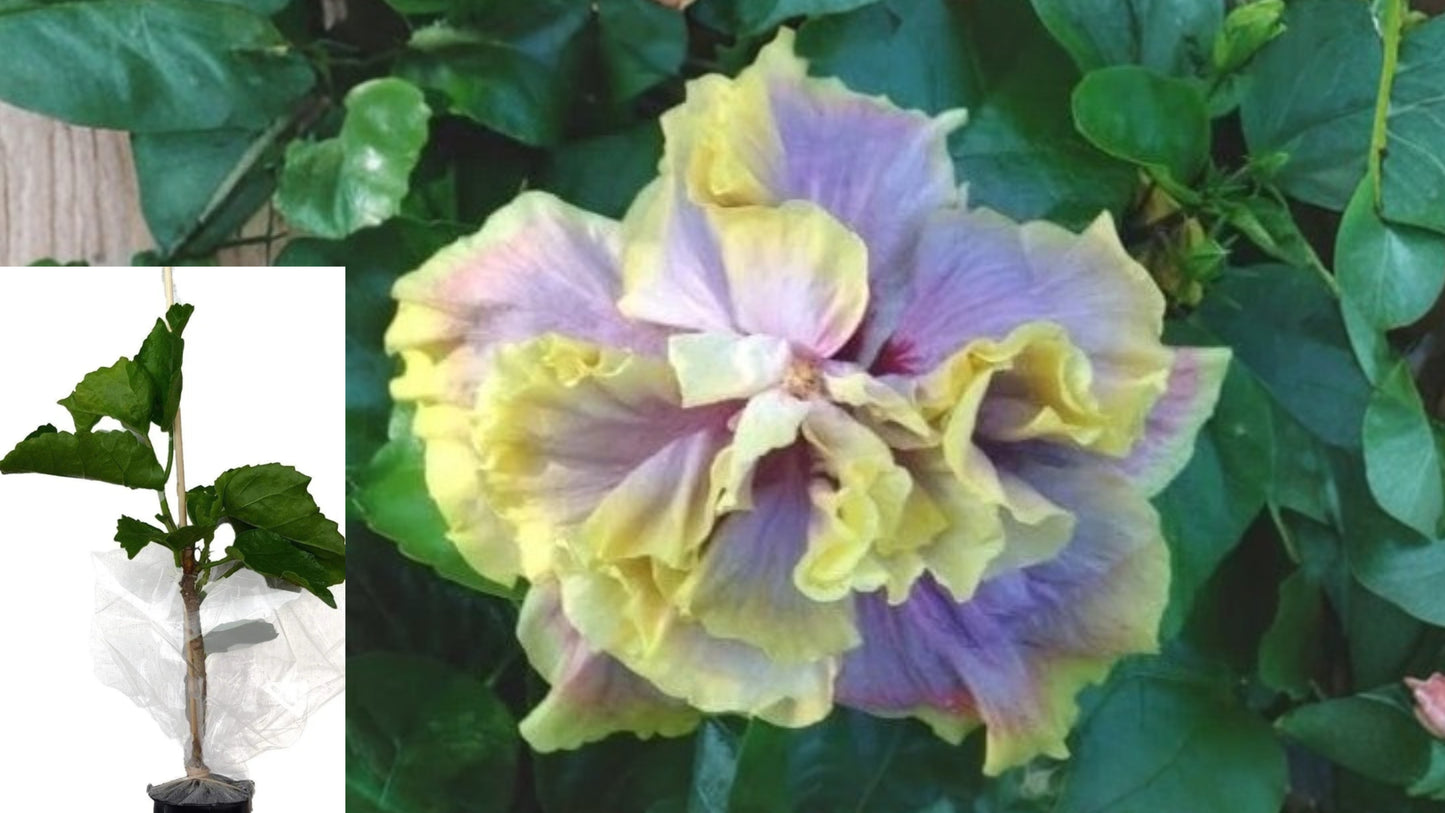 Hibiscus Cajun Color 'Gator Magic' Live Plant – 1.5–2 Inch Cell