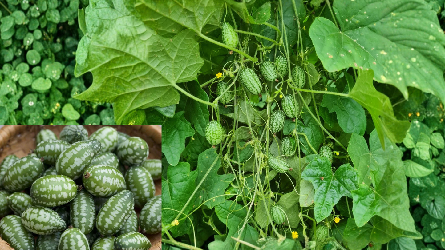 Cucamelon Live Plant 4 Inch Pot – Mexican Sour Gherkin – Melothria scabra