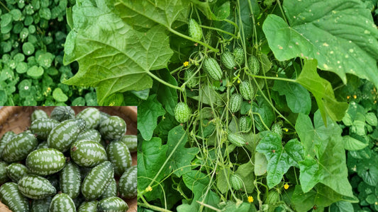 Cucamelon Live Plant 4 Inch Pot – Mexican Sour Gherkin – Melothria scabra