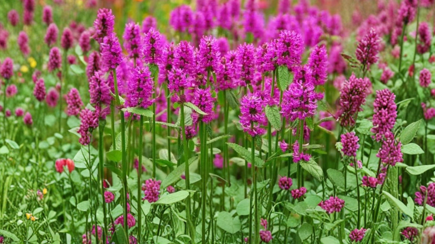 Agastache ‘Tutti Frutti’ Live 1 Gallon Plant – Agastache barberi